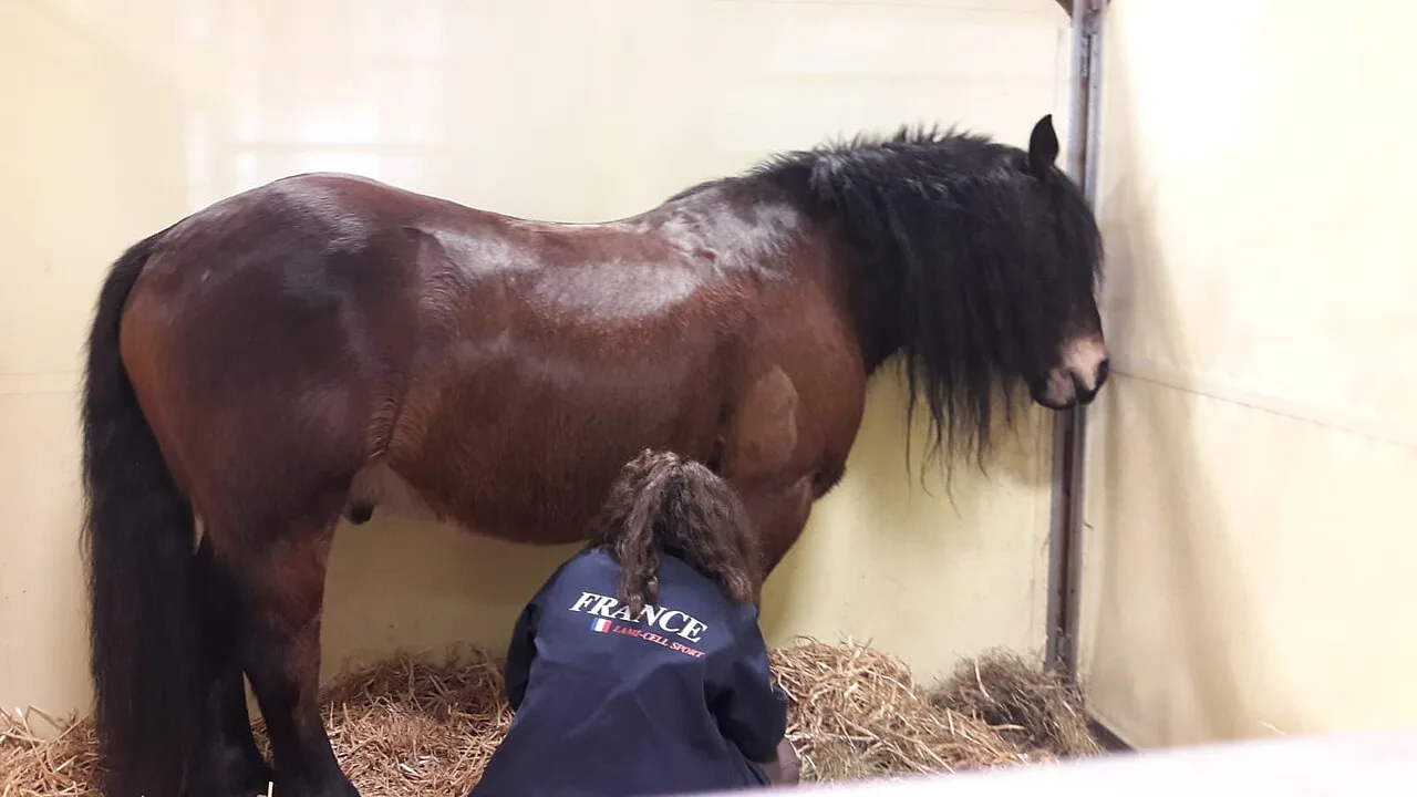 Le pansage du cheval, étape par étape